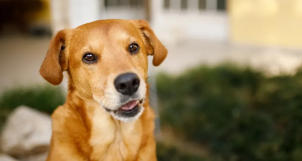 Retrato de um cão vira-lata caramelo sob luz natural